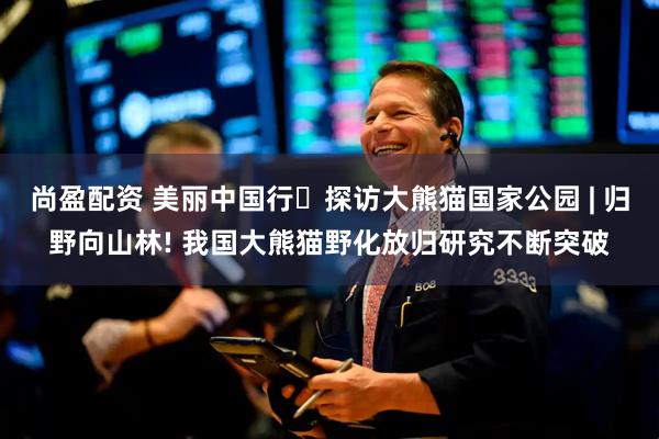 尚盈配资 美丽中国行・探访大熊猫国家公园 | 归野向山林! 我国大熊猫野化放归研究不断突破
